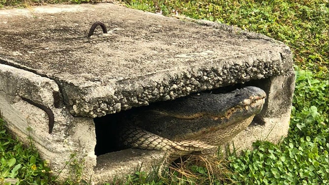 Things got interesting in a Florida neighborhood over the weekend after a monstrous alligator became trapped in a storm drain, triggering a frightening rescue operation.