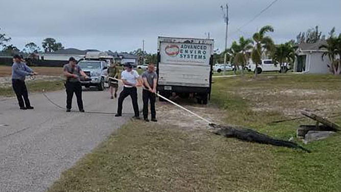 Things got interesting in a Florida neighborhood over the weekend after a monstrous alligator became trapped in a storm drain, triggering a frightening rescue operation.