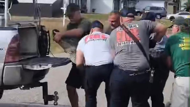 Things got interesting in a Florida neighborhood over the weekend after a monstrous alligator became trapped in a storm drain, triggering a frightening rescue operation.