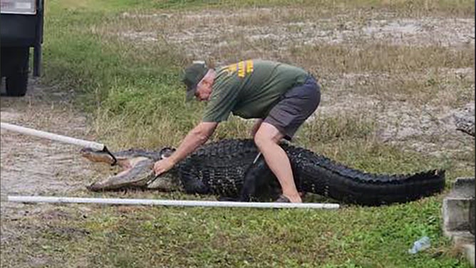 Things got interesting in a Florida neighborhood over the weekend after a monstrous alligator became trapped in a storm drain, triggering a frightening rescue operation.