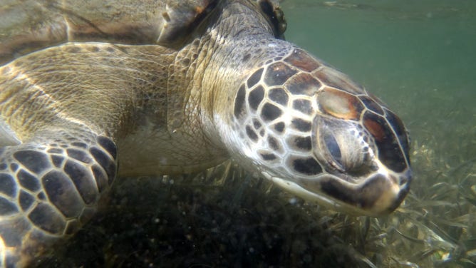 Sea turtle.