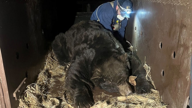 The Eaton Fire in Southern California forced evacuations, and when residents returned, one family discovered a 525-pound bear had taken refuge beneath their home.