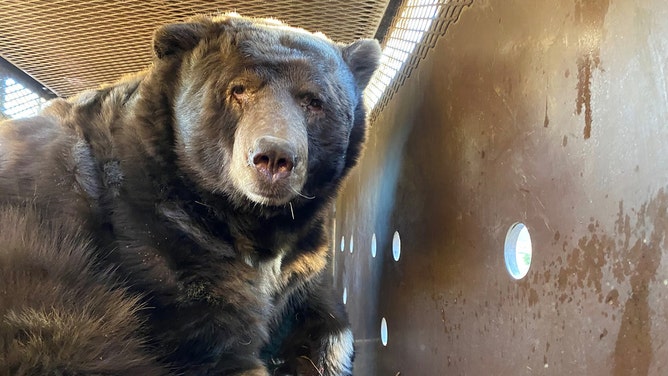 The Eaton Fire in Southern California forced evacuations, and when residents returned, one family discovered a 525-pound bear had taken refuge beneath their home.