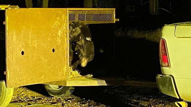 The Eaton Fire in Southern California forced evacuations, and when residents returned, one family discovered a 525-pound bear had taken refuge beneath their home.