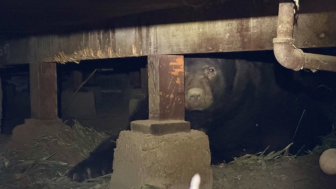 The Eaton Fire in Southern California forced evacuations, and when residents returned, one family discovered a 525-pound bear had taken refuge beneath their home.