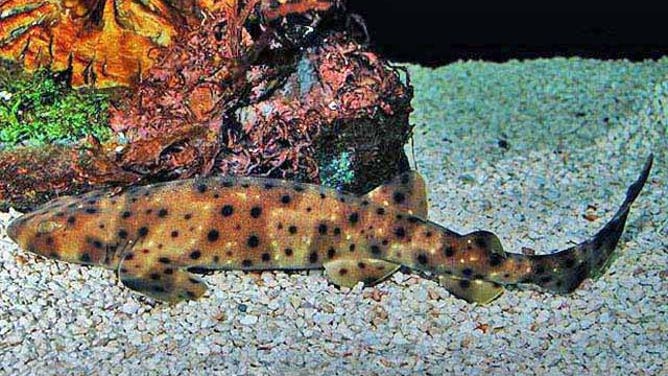 Adult swell shark.