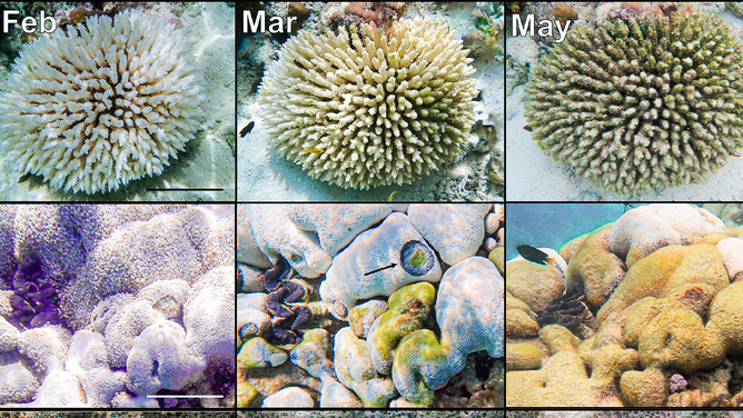 Images of individual coral colonies monitored for health assessment in February, March, and May 2024. (A) Acropora colony bleached in February, covered in algae in March and May. (B) Goniopora colony starting to pale in February, with black band disease (arrow) in March and mostly dead in May. 