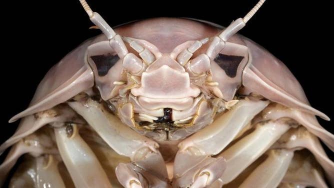 The head section of a Bathynomus vaderi.