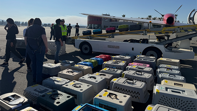 This photo shared by Best Friends Animal Society shows pet carriers ahead of an emergency flight out of California.