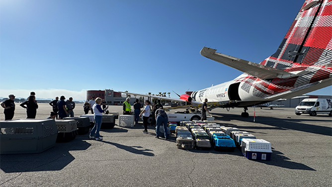 This photo shared by Best Friends Animal Society shows pet carriers being prepared for an emergency flight from California to Utah.