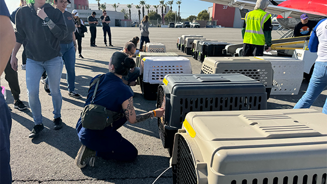 This photo shared by Best Friends Animal Society shows pet carriers ahead of an emergency flight out of California.