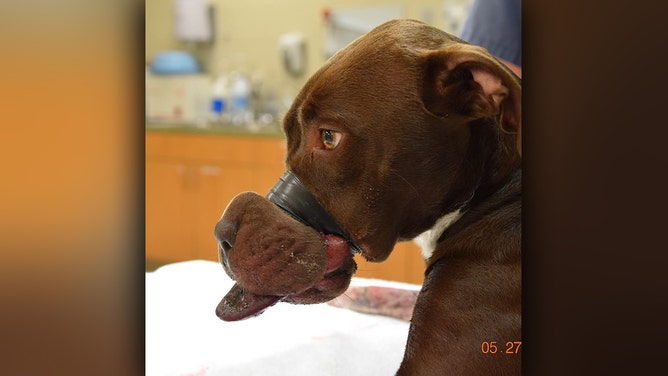 Caitlyn became the face of anti-cruelty around the world after she was rescued in North Charleston, SC in 2015 with electrical tape wrapped around her muzzle.