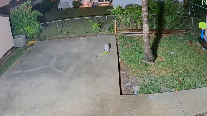 Cat inspects iguana that fell from tree in Miami.