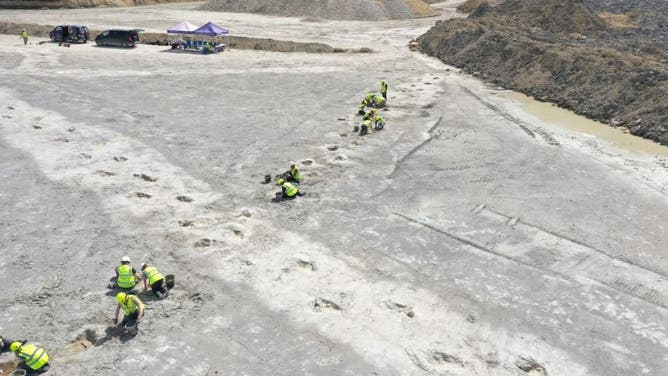 One area of the site shows the carnivore and herbivore tracks crossing over, raising questions about whether and how the two were interacting.