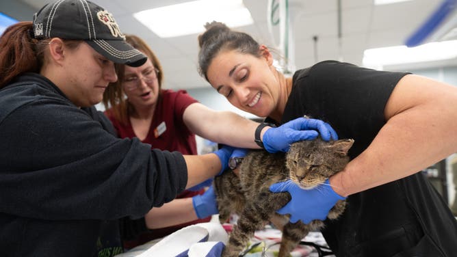 This photo shared by the Best Friends Animal Society shows a cat being cared for after it was brought from California to Utah.