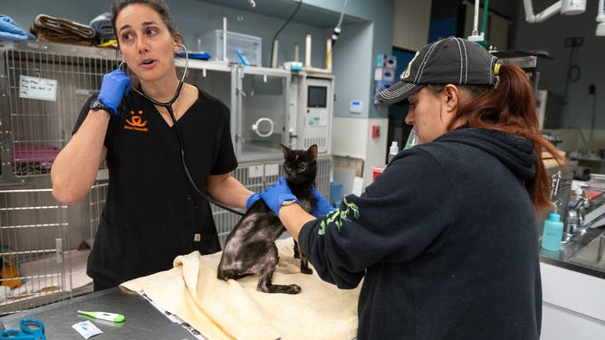 This photo shared by the Best Friends Animal Society shows a cat being cared for after it was brought from California to Utah.