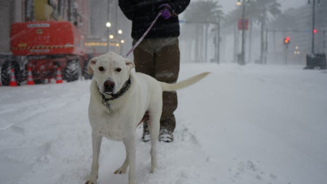 A pup takes a walk through a snowy New Orleans.