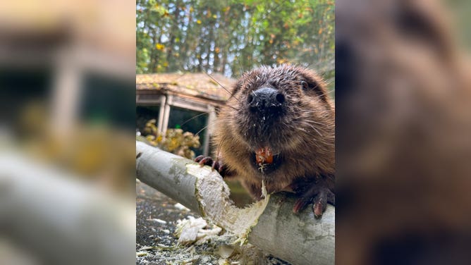 Filbert the beaver chews through a tree limb in his habitat in the Great Northwest. 