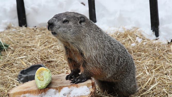 FILE - Lincoln, MA - February 2: On Climate Action Day, Ms. G, the Official Groundhog of the Commonwealth of Massachusetts, returned (as a virtual event) to Mass Audubons Drumlin Farm Wildlife Sanctuary to search for her shadow in Lincoln, MA on Feb. 2, 2022. Ms. G. made her annual prognostication for when spring will arrive. Folklore has it that if she sees her shadow, well be looking at six more weeks of winter; if not, an early spring is in the works. This year she predicted an early spring. (Photo by Suzanne Kreiter/The Boston Globe via Getty Images)