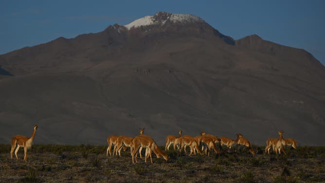 A herd of vicuñas along the road from Arequipa to the Colca Canyon, inside the Vicuña de Aguada Blanca National Reserve. On Saturday, 9 April, 2022, in Chivay, Province of Caylloma, Department of Arequipa, Peru.