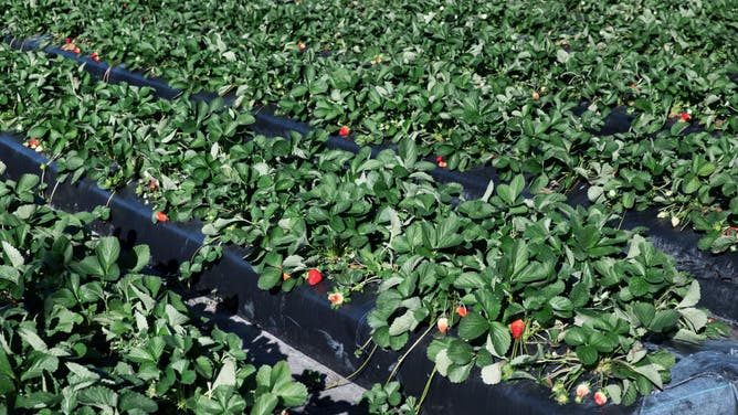 Strawberry fields ready for harvest