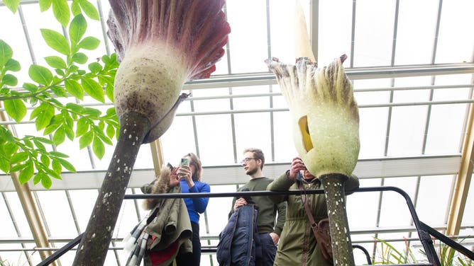 People watch two blooming plants of the Amorphophallus gigas, a species in the rare Amorphophallus known as the "corpse flower," in the Leiden Botanical Garden in Leiden, the Netherlands, March 4, 2023. 