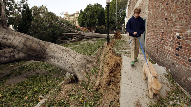 PASADENA, CA - DECEMBER 1: A boy walks his dog past fallen trees ON Green Street after strong Santa Ana Winds cause the worst local wind damage in decades on December 1, 2011 in Pasadena, California. As many as 230,000 were without power and the city of Pasadena closed schools and declared a state of emergency.Ê (Photo by David McNew/Getty Images)