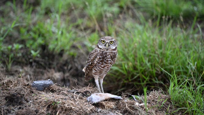 LAUDERHILL, FLORIDA - JUNE 14: A Burrowing Owl is seen on the pitch prior to the ICC Men's T20 Cricket World Cup West Indies &amp; USA 2024 match between USA and Ireland at Central Broward Park &amp; Broward County Stadium on June 14, 2024 in Lauderhill, Florida.