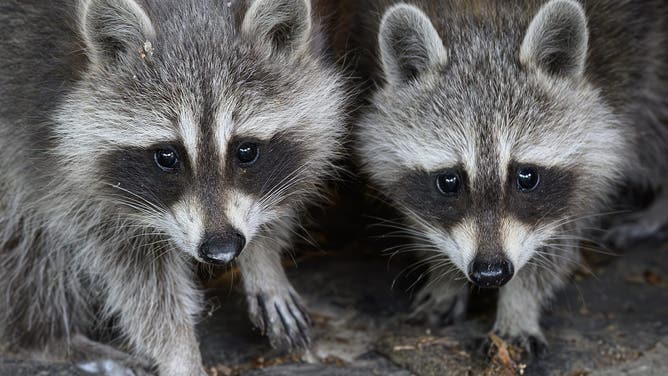 23 June 2024, Brandenburg, Sieversdorf: Two small raccoon siblings (Procyon lotor) explore things stored under a carport on a private property. When two pairs of raccoons were released in northern Hesse around 90 years ago, no one expected that the animals would spread enormously throughout Germany. According to experts, they are now a threat to the diversity of native species. At night, garbage can lids rattle, the next morning the garbage is all around. In their search for food, raccoons are not exactly considerate and picky, but they are all the more skillful and adaptable. Given the massive spread of the animals in Germany, this is now a problem.