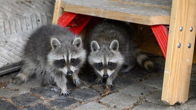 23 June 2024, Brandenburg, Sieversdorf: Two small raccoon siblings (Procyon lotor) explore things stored under a carport on a private property. When two pairs of raccoons were released in northern Hesse around 90 years ago, no one expected that the animals would spread enormously throughout Germany. According to experts, they are now a threat to the diversity of native species. At night, garbage can lids rattle, the next morning the garbage is all around. In their search for food, raccoons are not exactly considerate and picky, but they are all the more skillful and adaptable. Given the massive spread of the animals in Germany, this is now a problem.