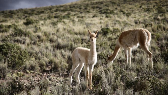 UQUIA, JUJUY, ARGENTINA - 2024/03/12: Two vicuñas (Lama vicugna) are seen on a high Argentinian plateau in the Jujuy region. These animals are members of the biological family Camelidae. They live in the high areas of the Andes.