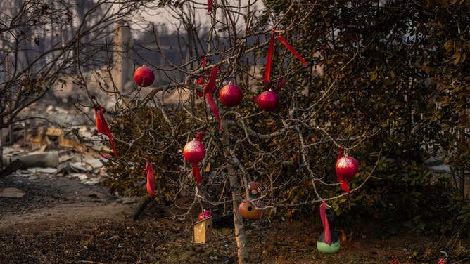 PACIFIC PALISADES, CALIFORNIA - JANUARY 08: Christmas decorations hang on the remains of a burned tree in front of a home destroyed in the Palisades Fire, on January 8, 2025 in the Pacific Palisades community of Los Angeles, California. Multiple wildfires fueled by intense Santa Ana Winds are burning across Los Angeles County. Five people have been killed, over 25,000 acres have burned, and 30,000 people have been evacuated.