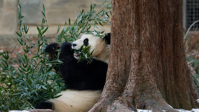 New Pandas From China Make Their Public Debut At The National Zoo