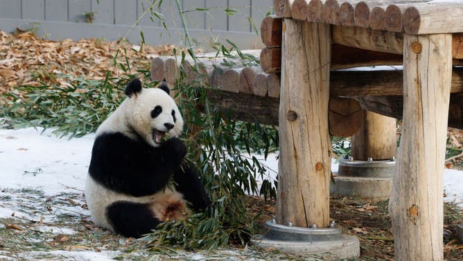 New Pandas From China Make Their Public Debut At The National Zoo