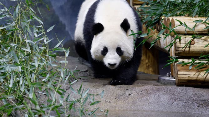 New Pandas From China Make Their Public Debut At The National Zoo