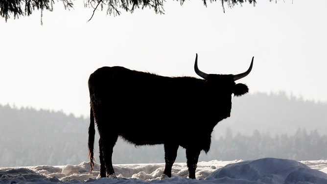 Heck cattle (Bos domesticus) bull in the snow in winter.