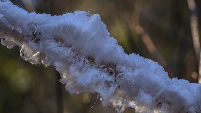 Hair ice on a branch in Whatcom County, Wash.