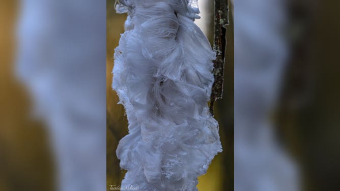 Strands of hair ice sitting on a branch Wednesday in Washington state.