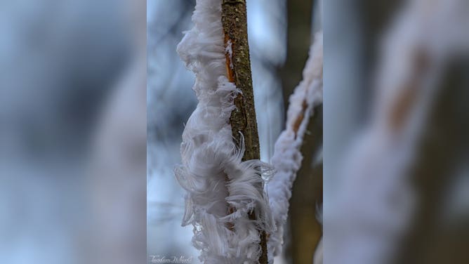 Branches covered in hair ice.