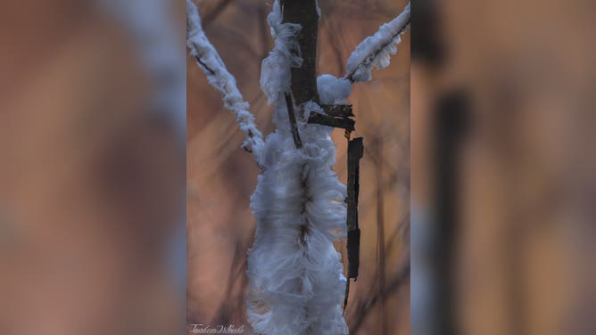 Hair ice-covered tree branch in Whatcom County, Washington.