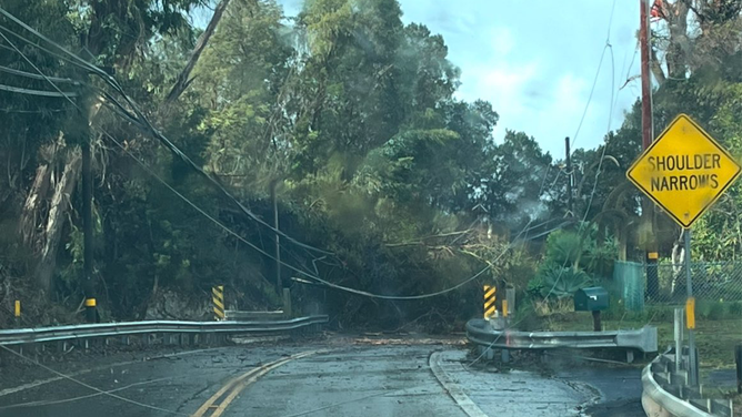 Downed trees at Kekaulike Avenue in KULA on January 30, 2025. 