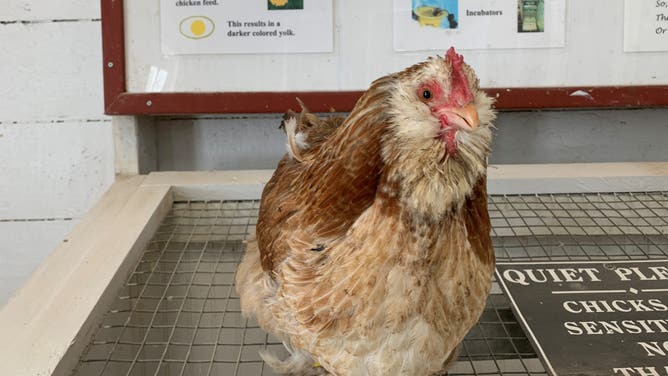 Clucks-atawney Henrietta, the weather-predicting chicken.