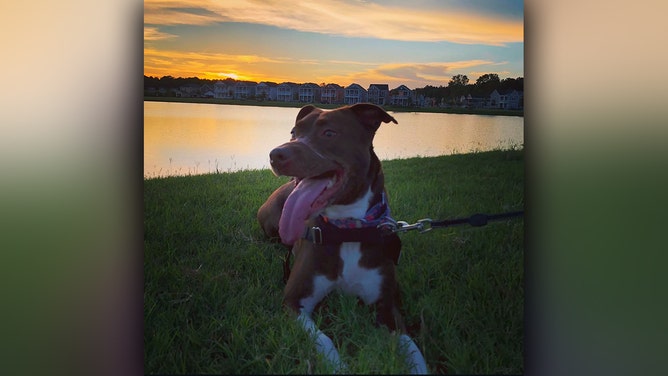 Caitlyn became the face of anti-cruelty around the world after she was rescued in North Charleston, SC in 2015 with electrical tape wrapped around her muzzle.