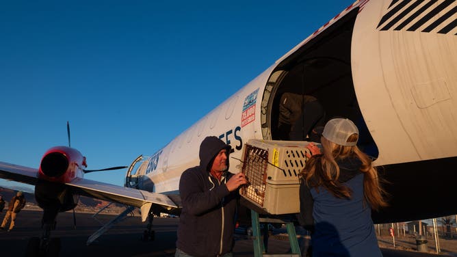 This photo shared by the Best Friends Animal Society shows pets being taken off an emergency flight after landing in Utah from California.