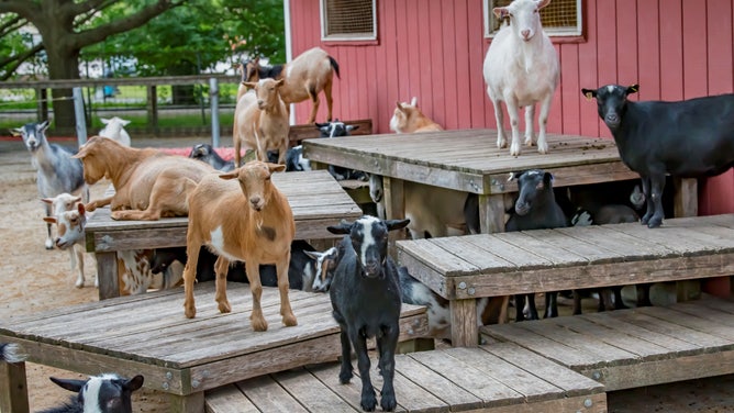 Nigerian Dwarf Goats at Milwaukee County Zoo will predict the end of winter this year. 