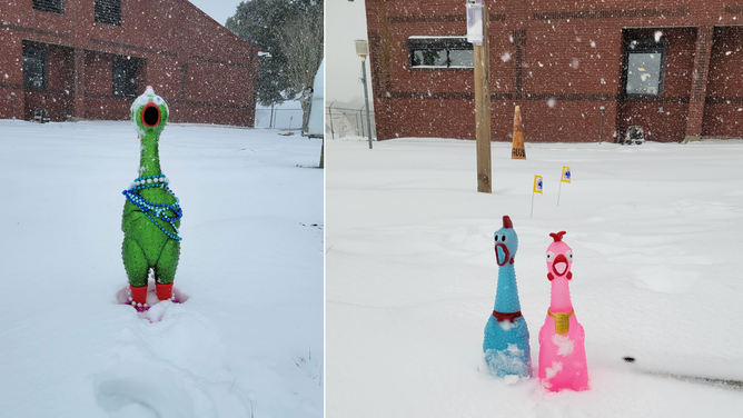 Rubber chickens in the snow.