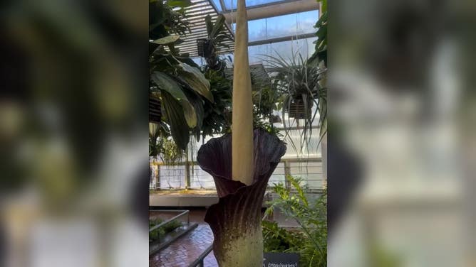 "Smelliot" the corpse flower blooming at Brooklyn Botanic Garden. 