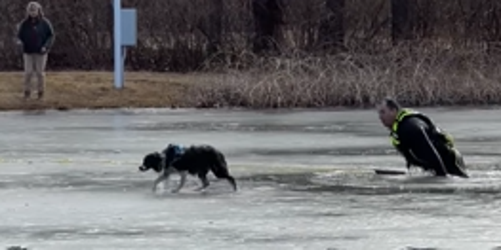 VIDEO New Jersey dog rescued after falling into partially frozen lake