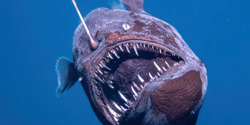 Scientists Get Rare Sighting Of Deep Sea Anglerfish Off Africa Fox Anglerfish Canary Islands 2 Scaled