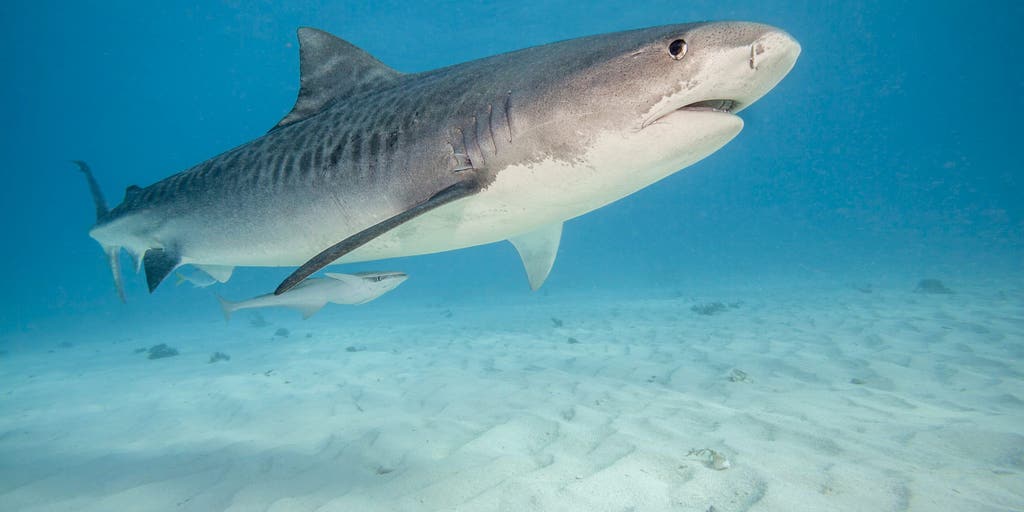 Bite mark helps experts determine this shark species bit woman on popular New York beach